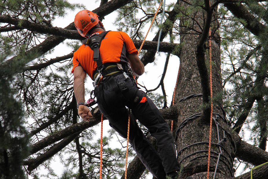 Forest Summer School 2025

