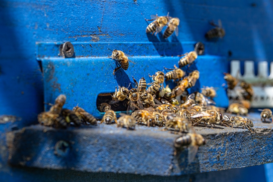Bee Zoom
