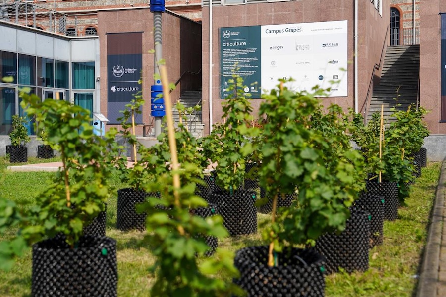 Campus Grapes

