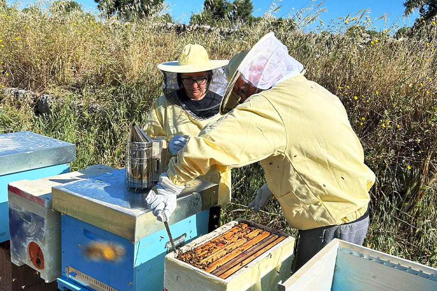 Social beekeeping
