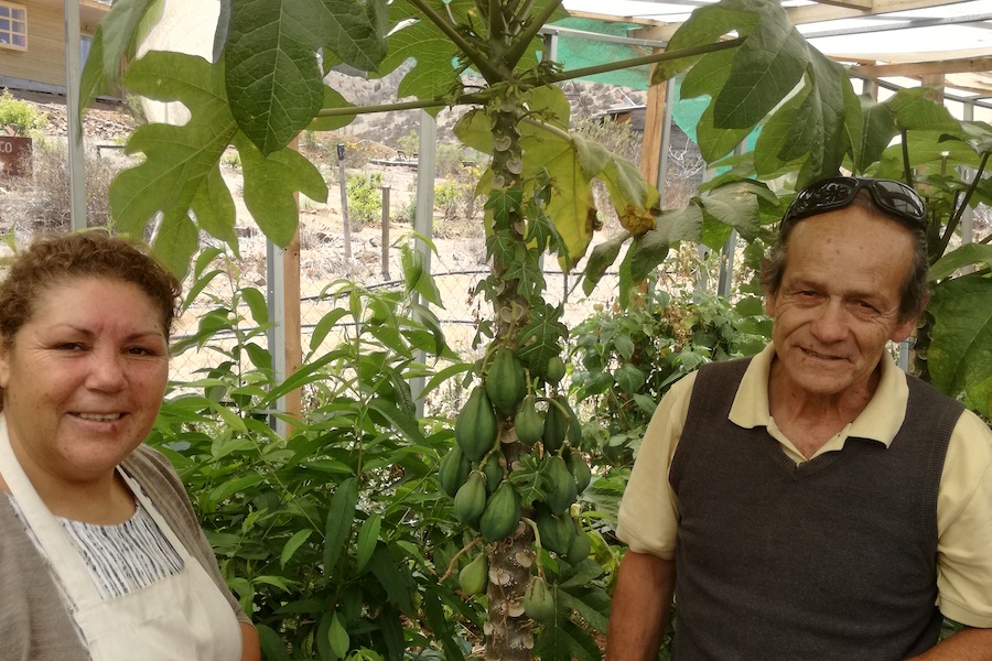 Slow Food Chile: Coquimbo y la valorización de la papaya 

