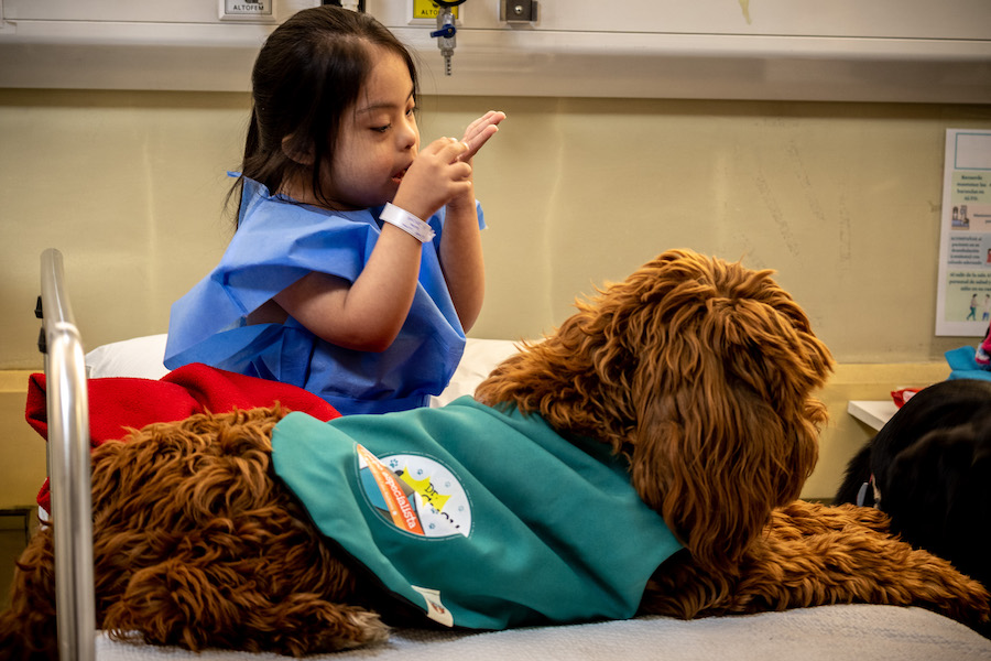 Humanizando la atención en salud a través de perros de terapia en hospitales de Chile

